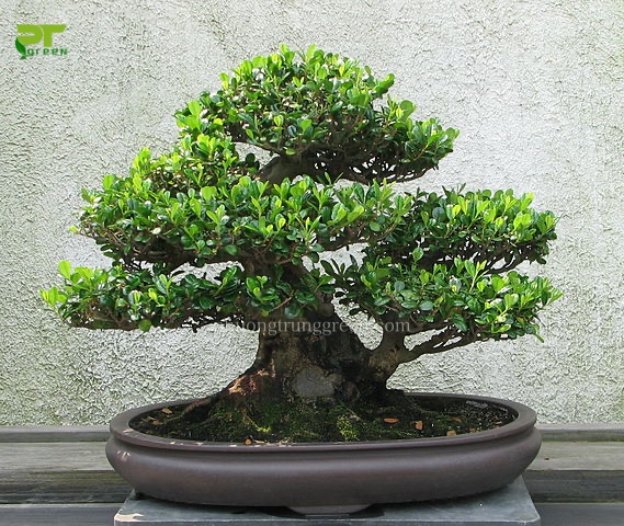 Cây Mai chiếu thủy