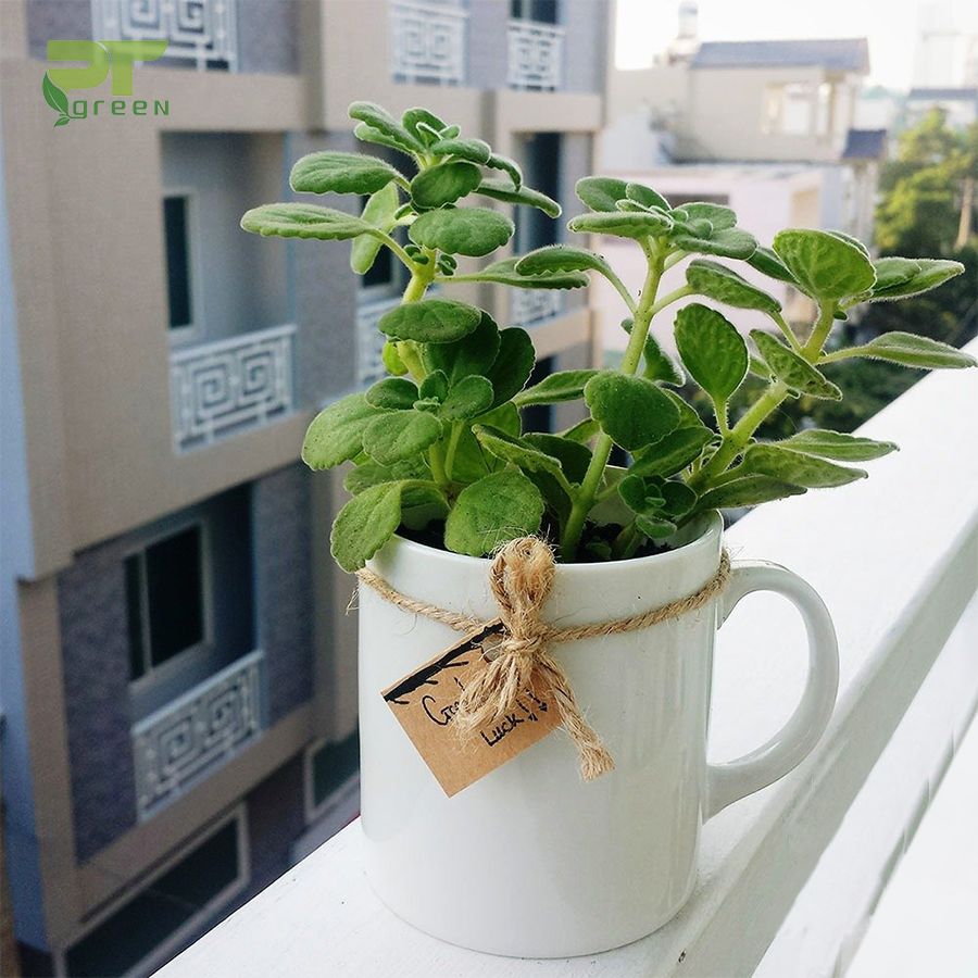 Cách trồng và chăm sóc cây nhất mạt hương
