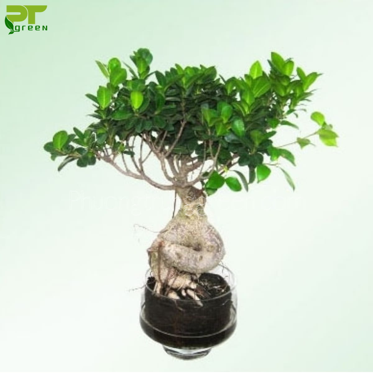 Chậu cây sâm nhung bonsai mini đẹp