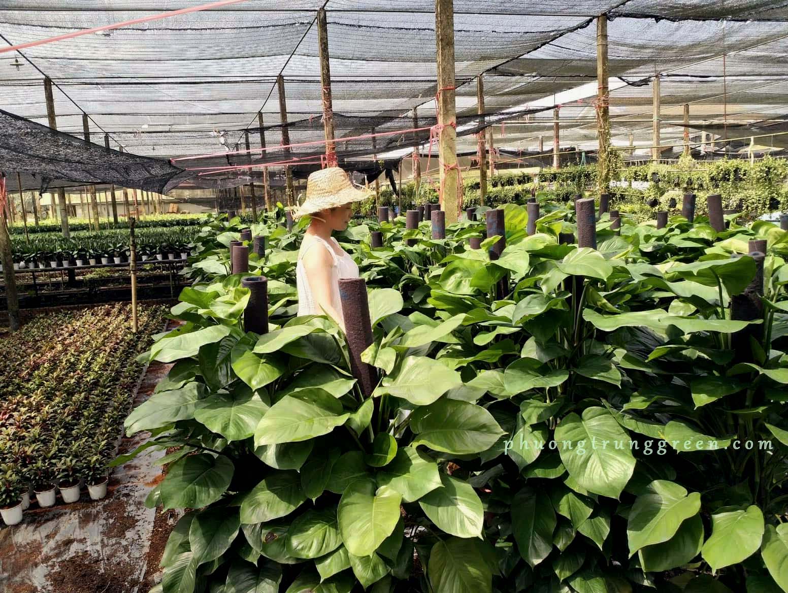 Trầu bà cột tại vườn cây Phương Trung Green