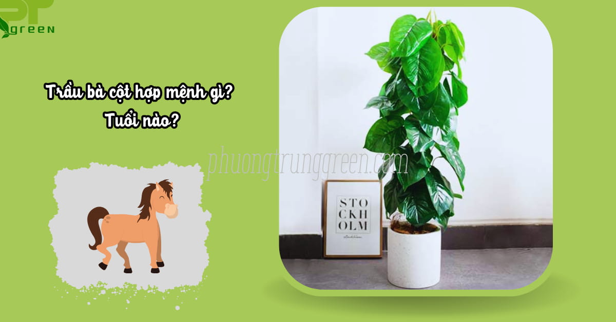 Trầu bà cột hợp nhất với người tuổi Ngọ