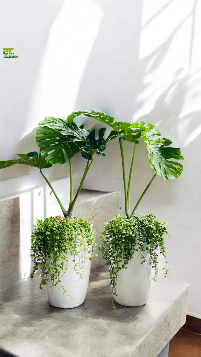 Trầu bà lá xẻ chậu xi xứ trắng