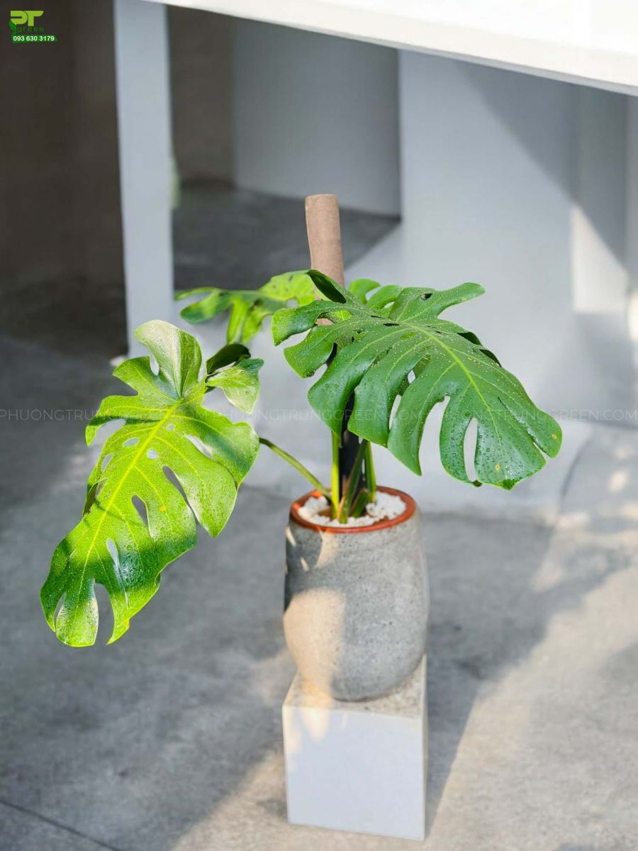 Trầu bà lá xẻ