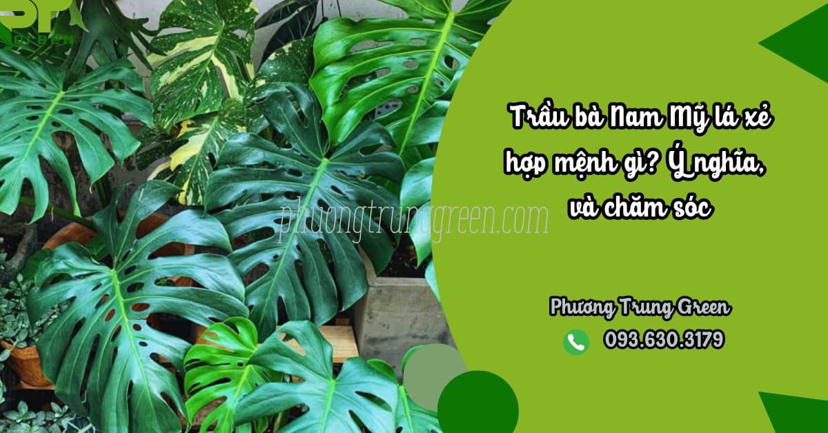 Trầu bà Nam Mỹ lá xẻ Monstera