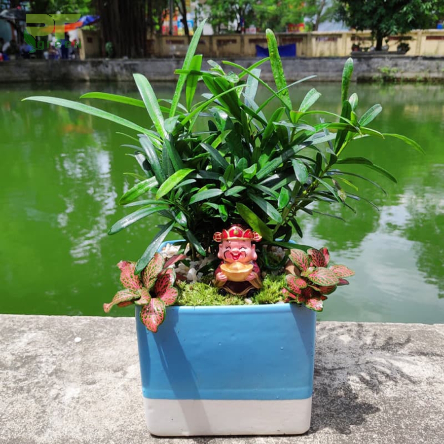 Ý nghĩa và công dụng cây tùng la hán