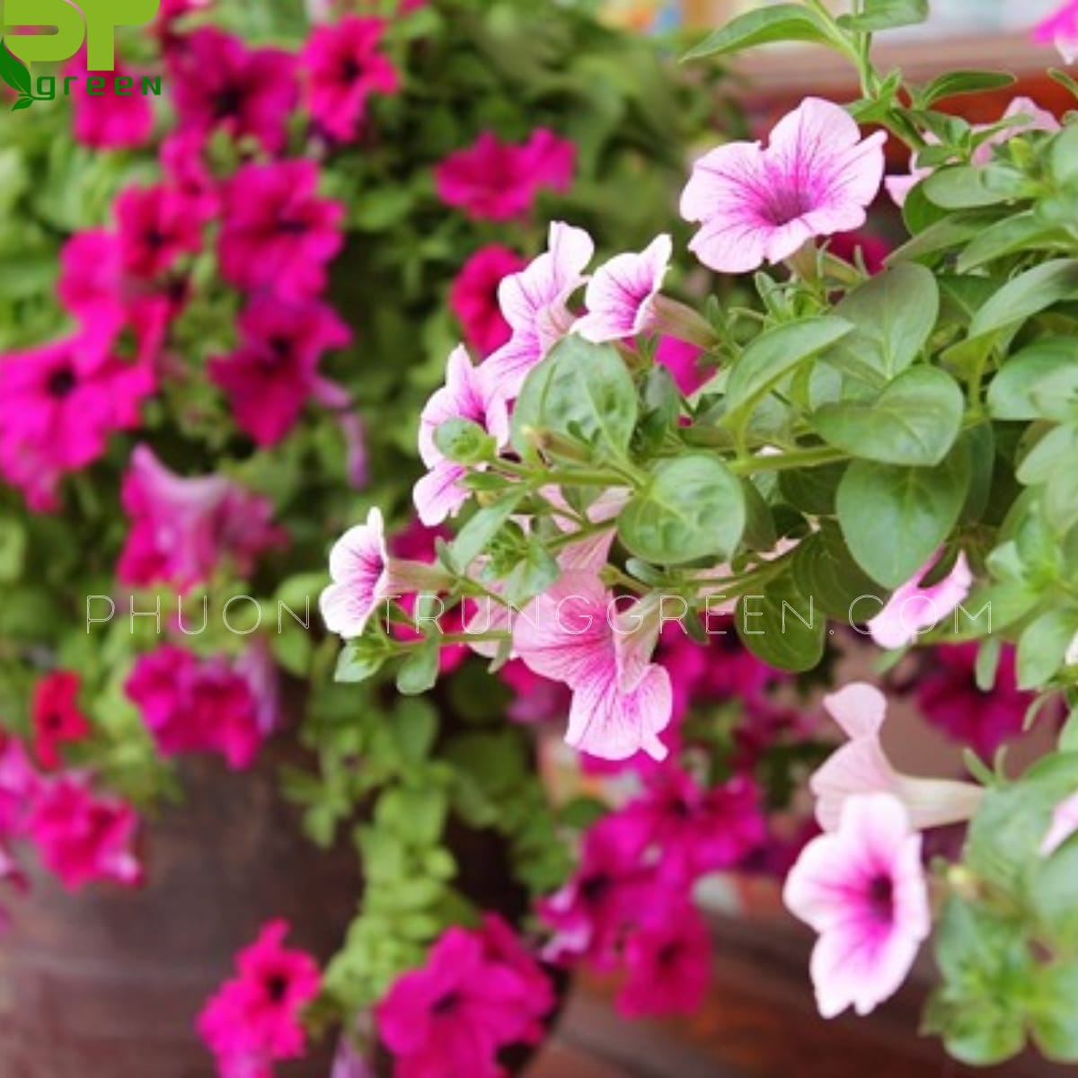 Hoa dạ yến thảo