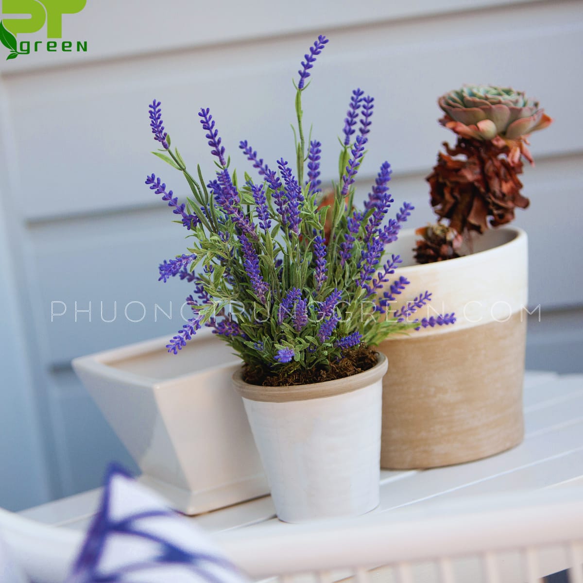 Lavender - hoa oải hương