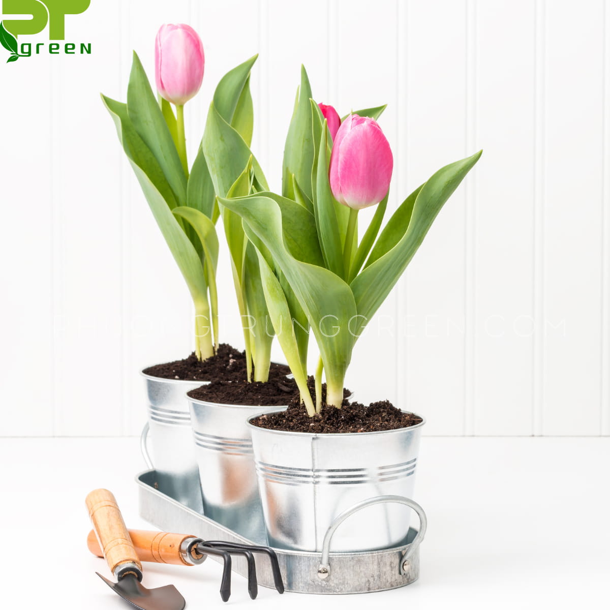 Hoa tulip