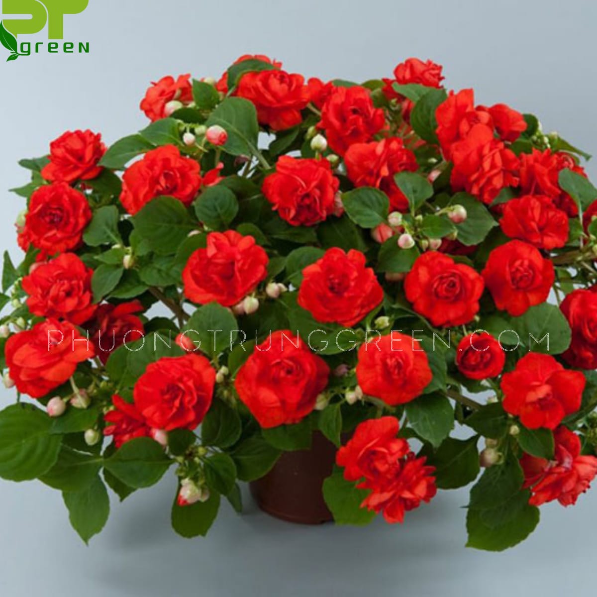 Mai địa thảo kép