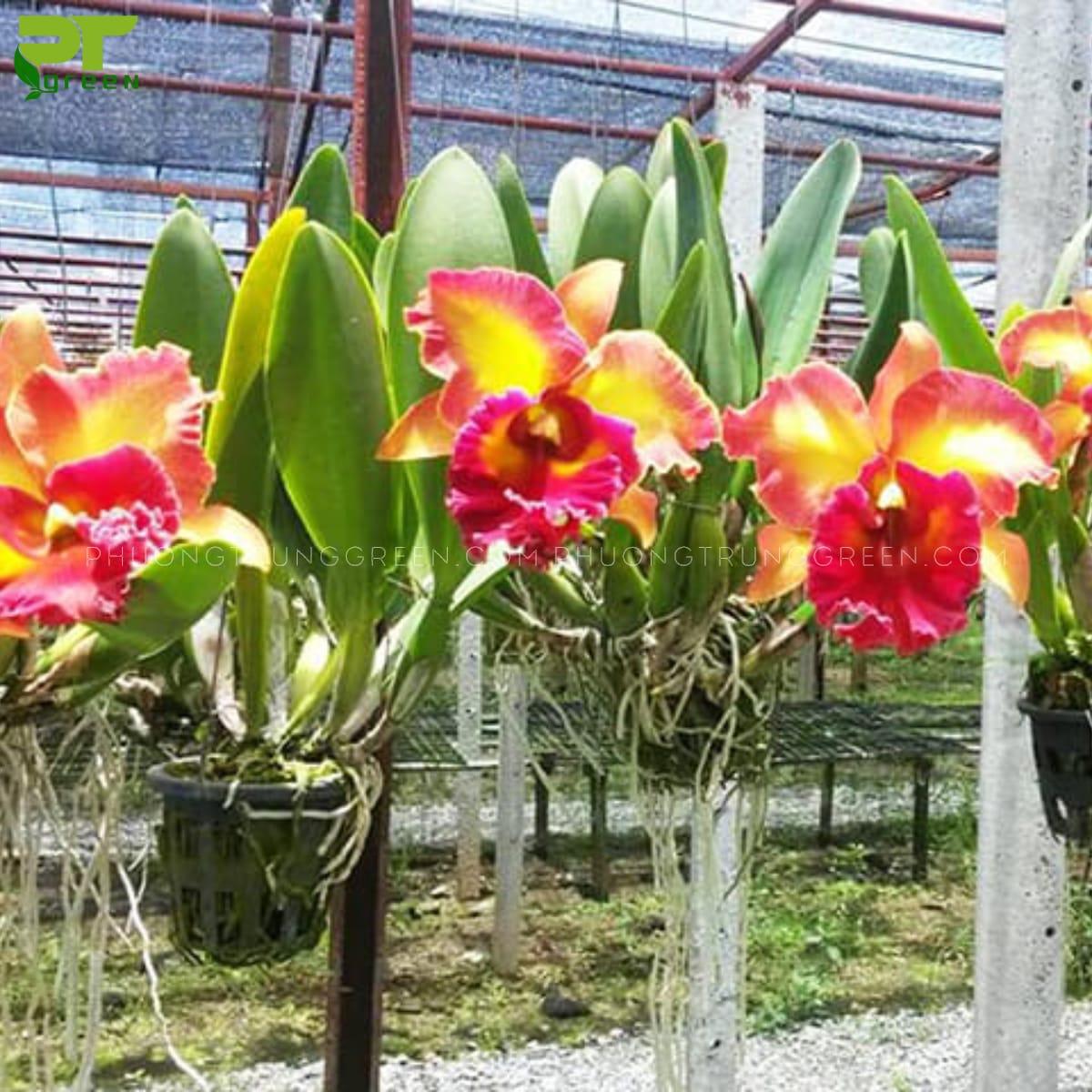 Lan Cattleya