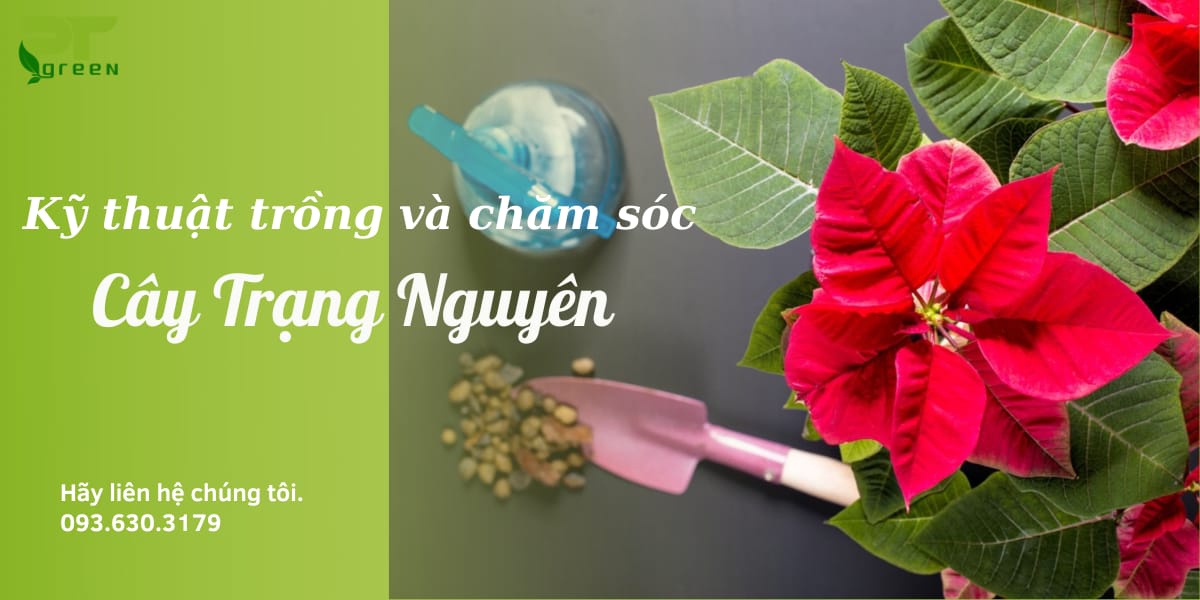 Kỹ thuật trồng và chăm sóc cây Trạng nguyên