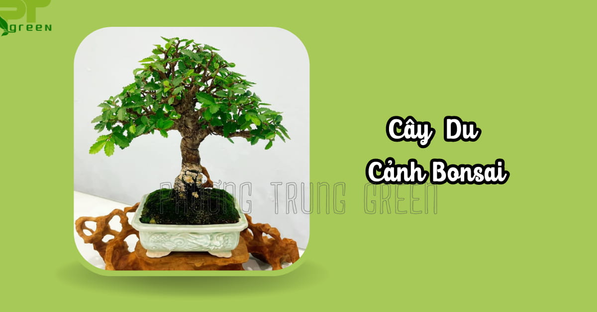Cây du cảnh bonsai