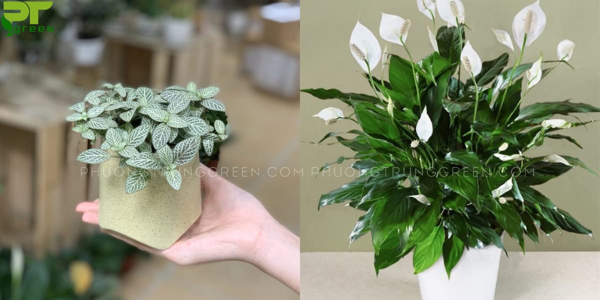 Cây hợp tuổi Bính Tý