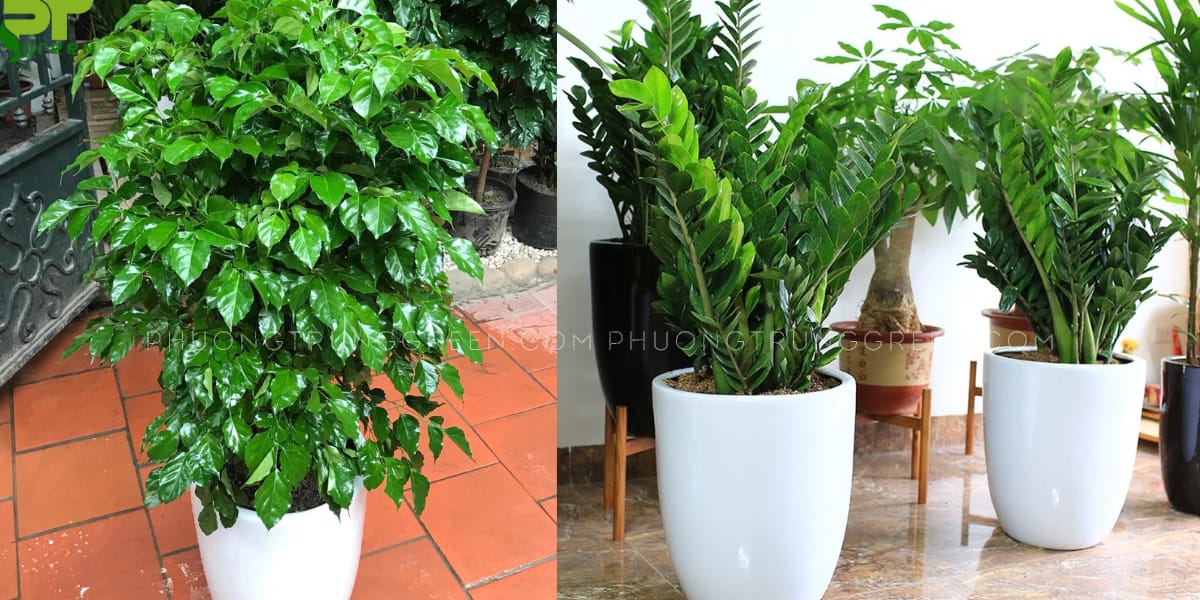 Cây hợp với người tuổi Canh Tý