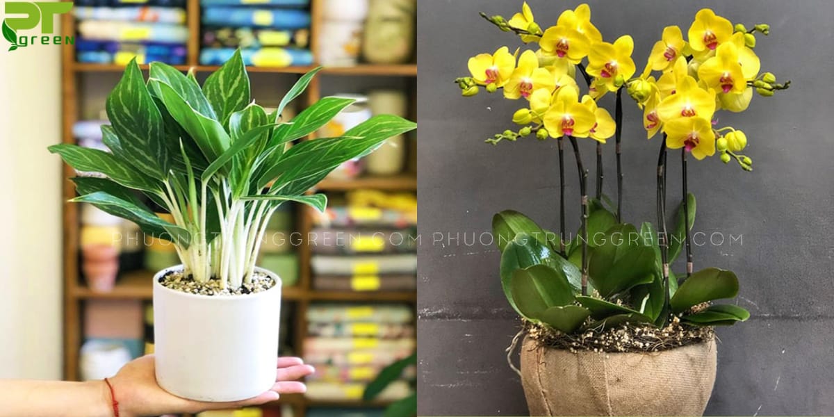 Cây hợp tuổi giáp tý