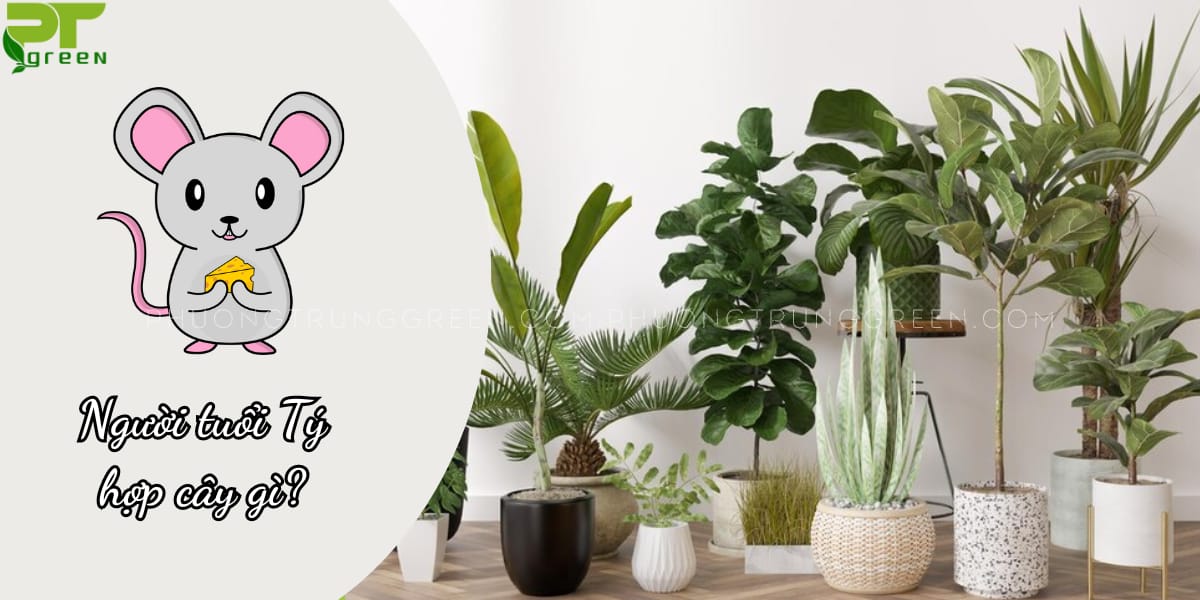 Tuổi Tý hợp với cây gì?