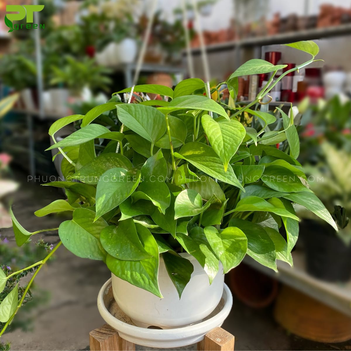 Cây Trầu bà