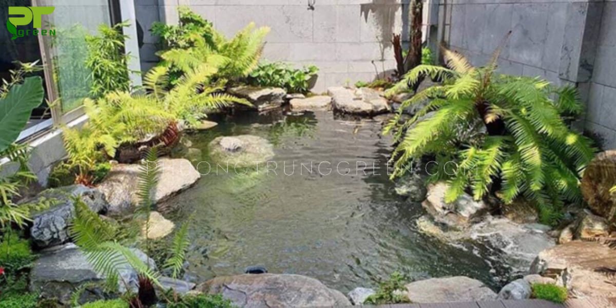 Cây dương xỉ trồng hòn non bộ