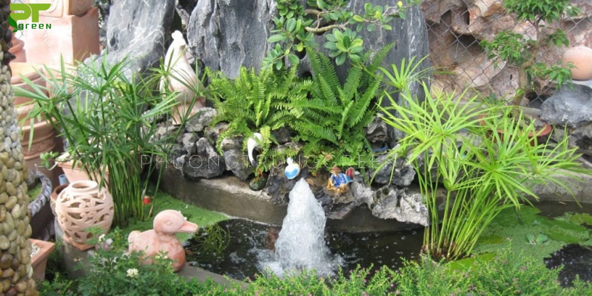 Cây thủy trúc trồng hòn non bộ