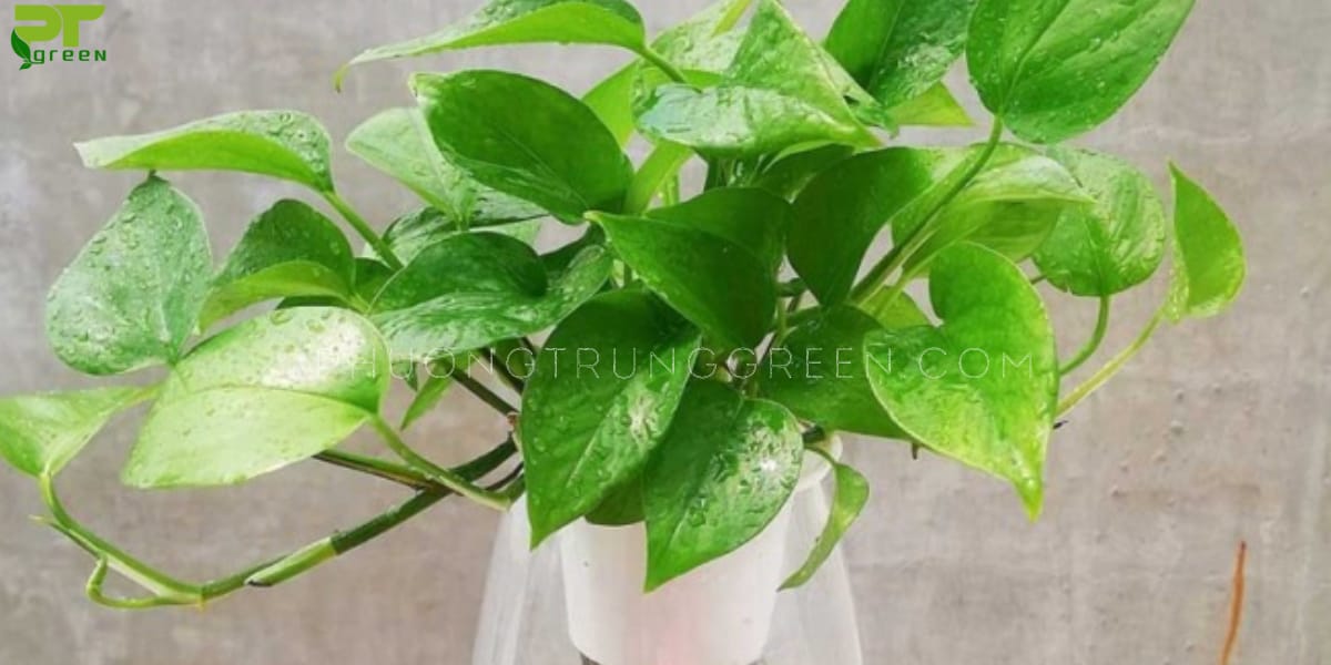 Trầu bà có thể leo trên vách núi, vách đá của hòn non bộ
