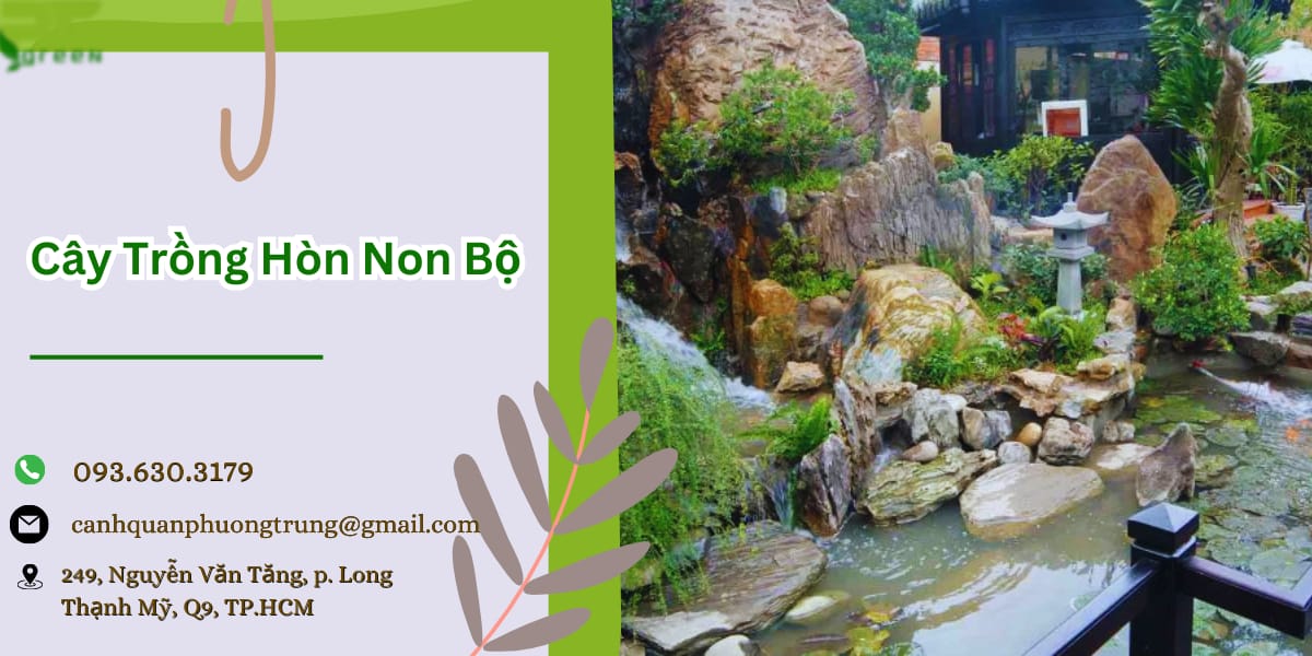 Cây cảnh trồng hòn non bộ