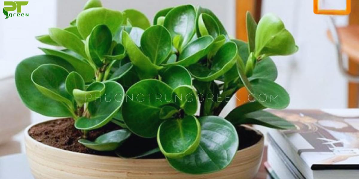 Cây trường sinh thích hợp trồng ở khe đá, hốc núi của hòn non bộ