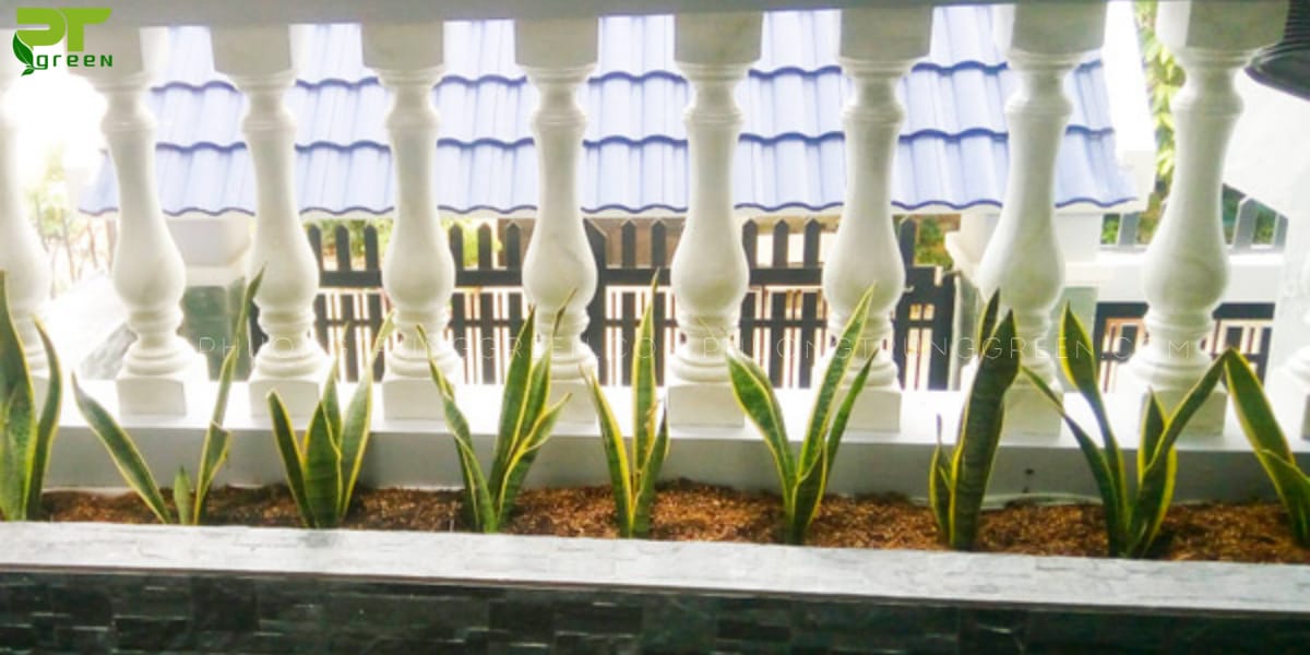 Cây lưỡi hổ