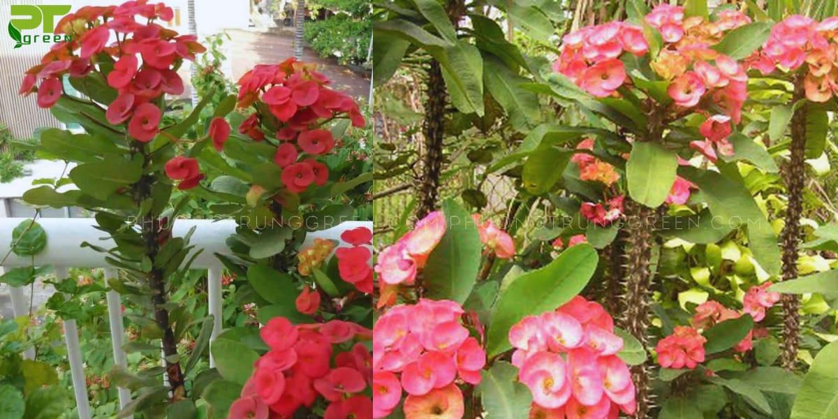 Cây xương rồng bát tiên