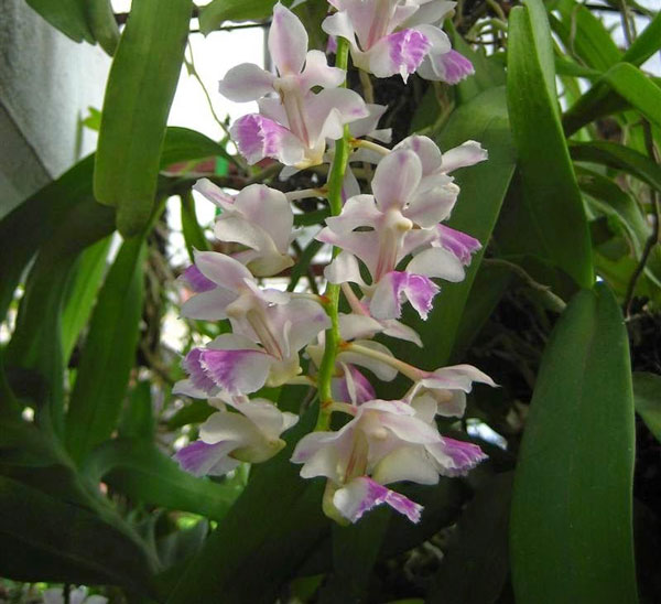 lan tam bảo sắc