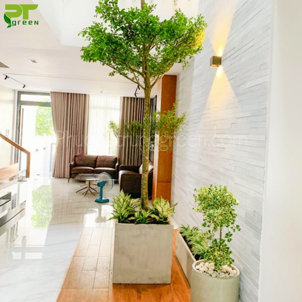 Cây Bàng Đài Loan trồng trong nhà