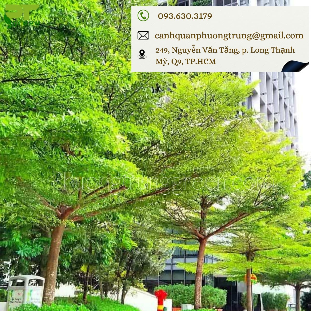 Cây bàng Đài Loan giá tốt