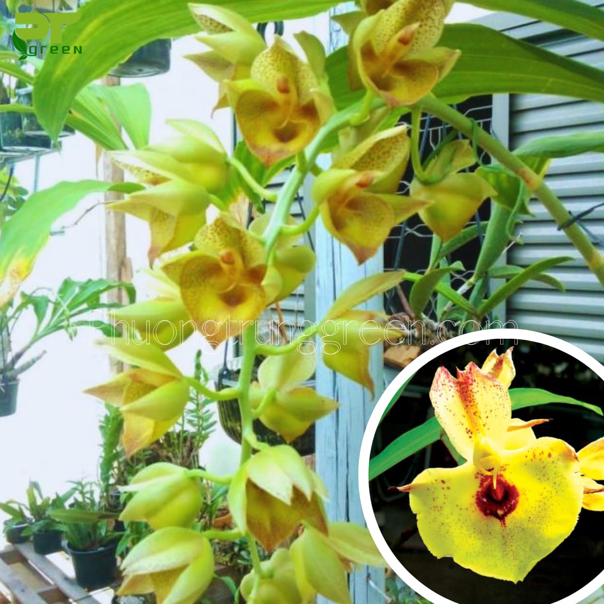 Lan catasetum vàng