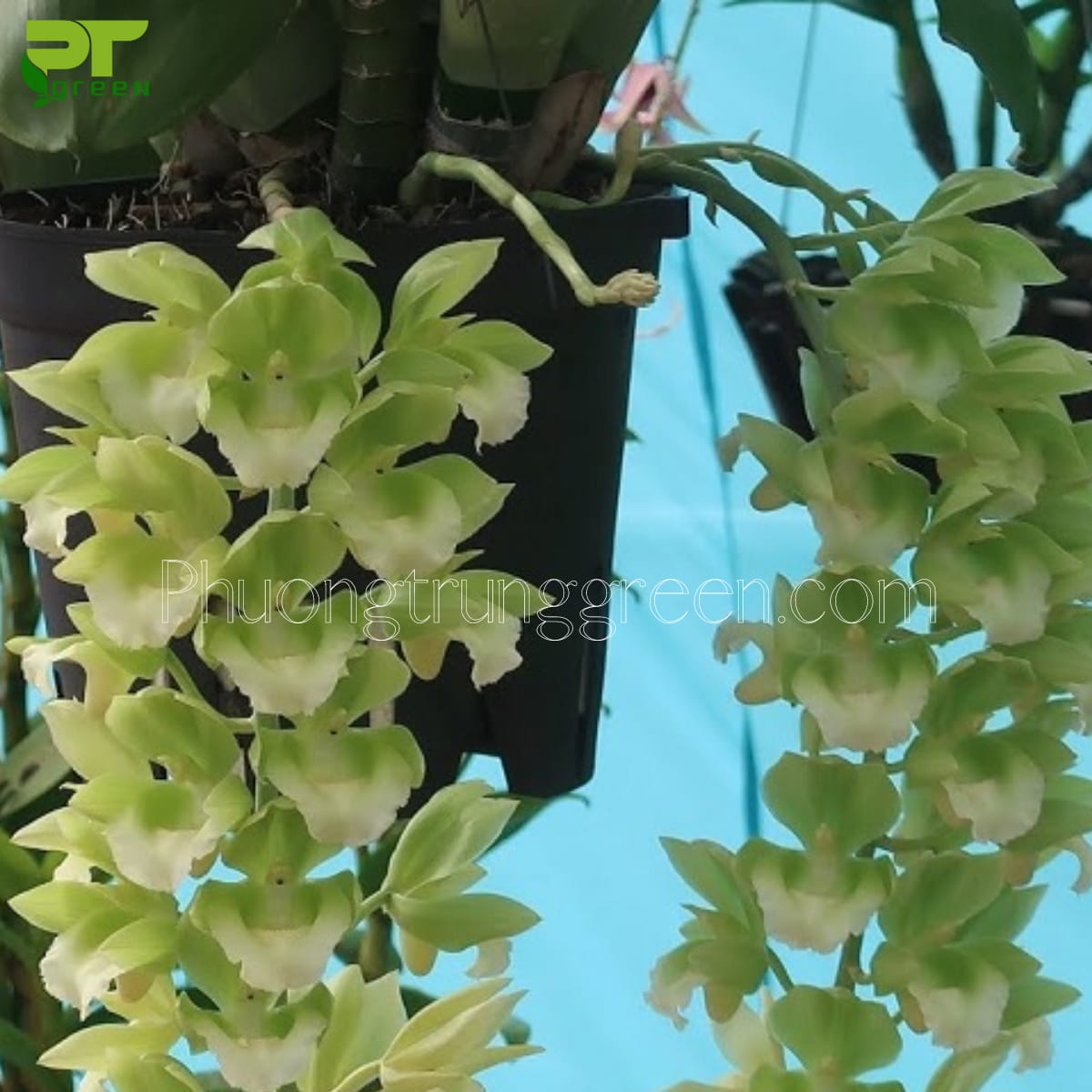 Lan catasetum xanh