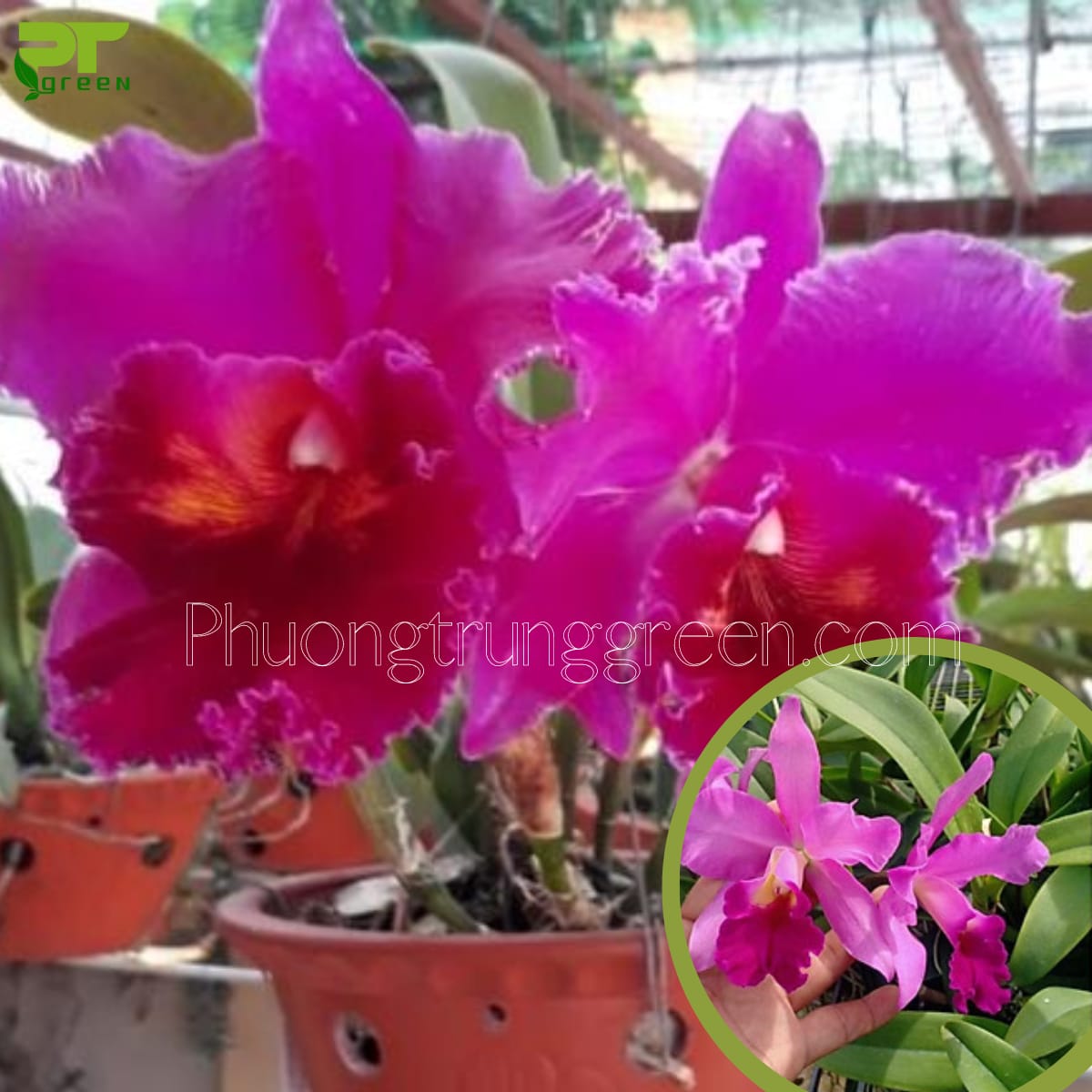 Lan cattleya tím