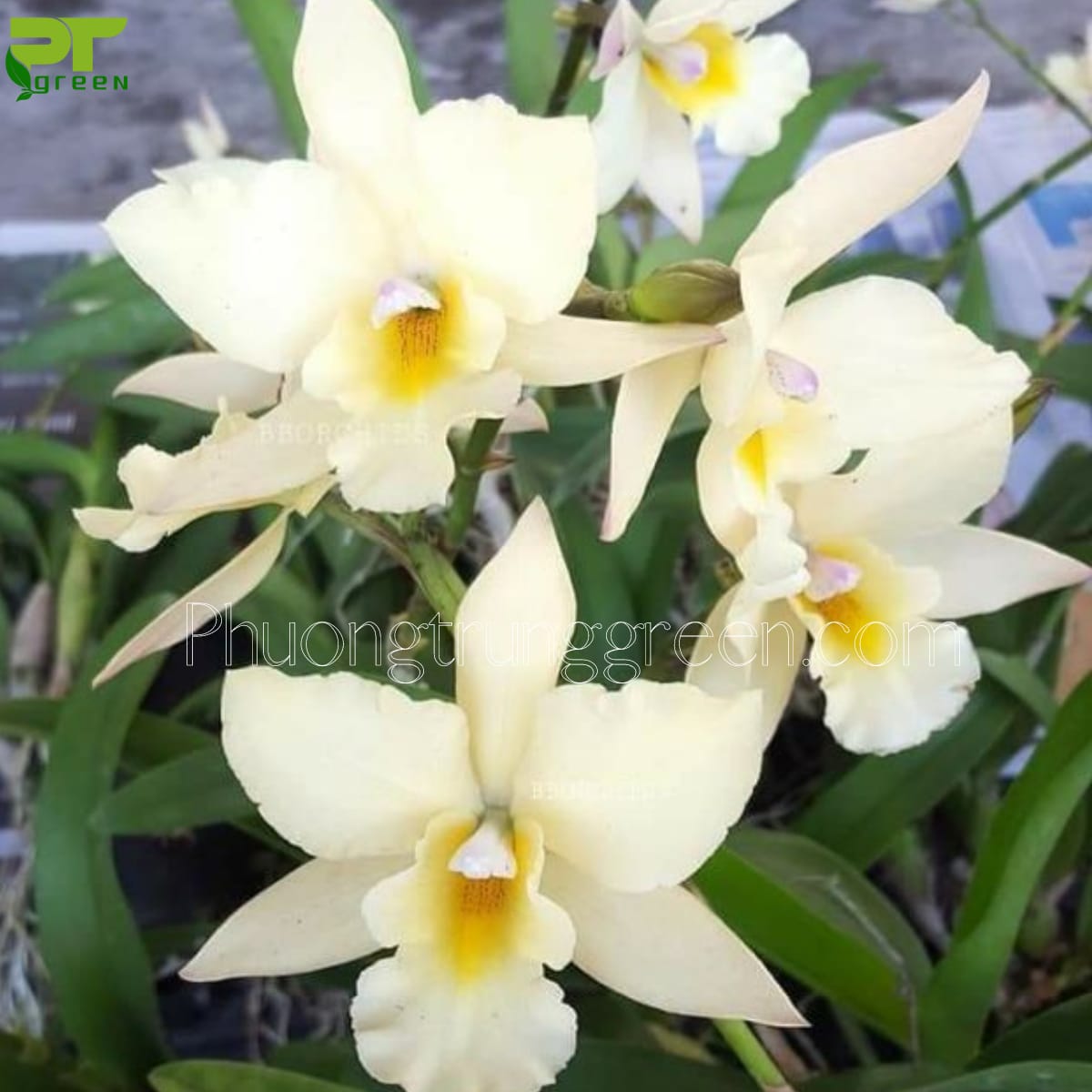 Lan cattleya trắng