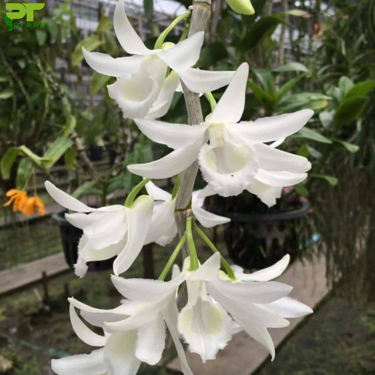 Lan giả hạc trắng thái