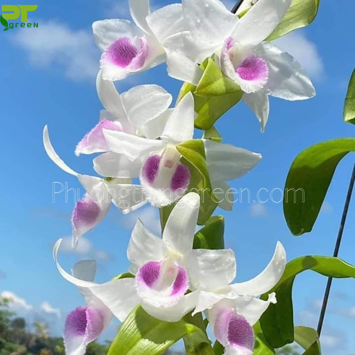 Lan phi điệp trắng mũi hồng
