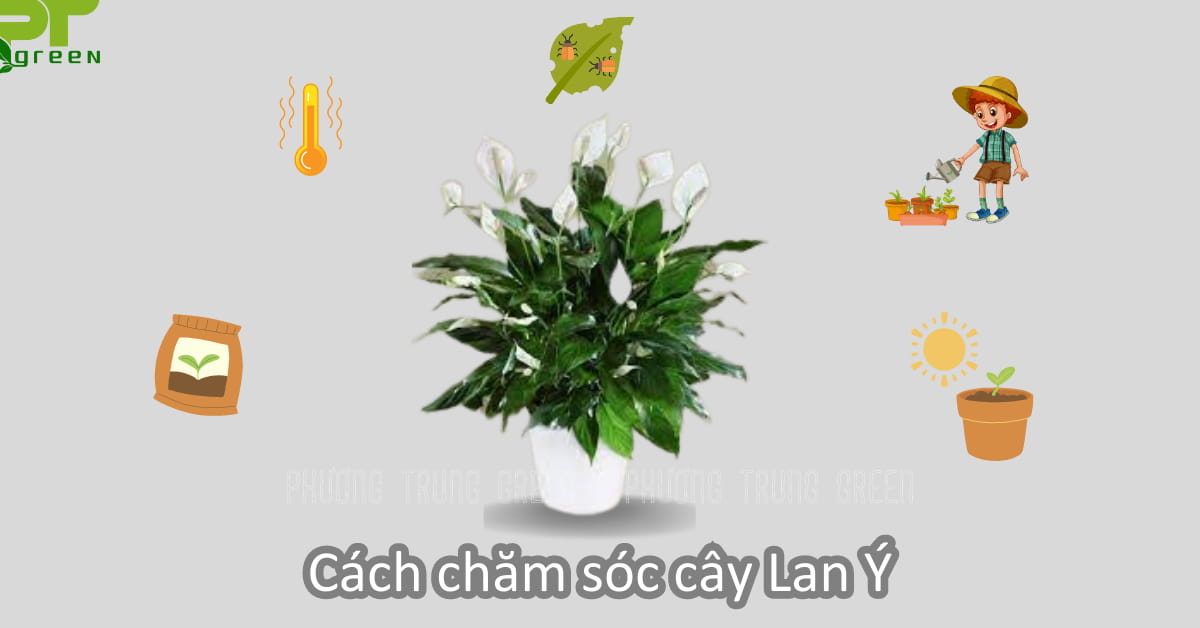 Cách chăm sóc cây Lan Ý phát triển tươi tốt