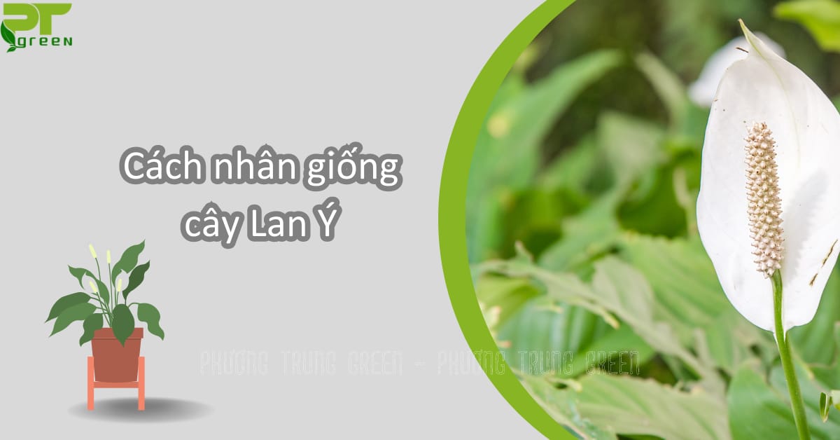 Cách nhân giống cây Lan Ý