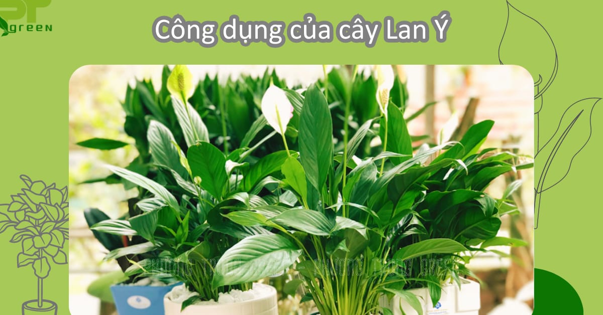 Công dụng của cây Lan Ý trong nhà