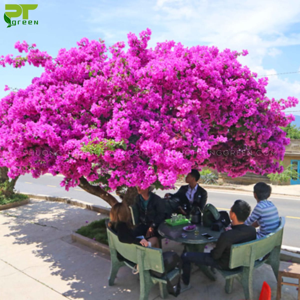 Cây bông giấy