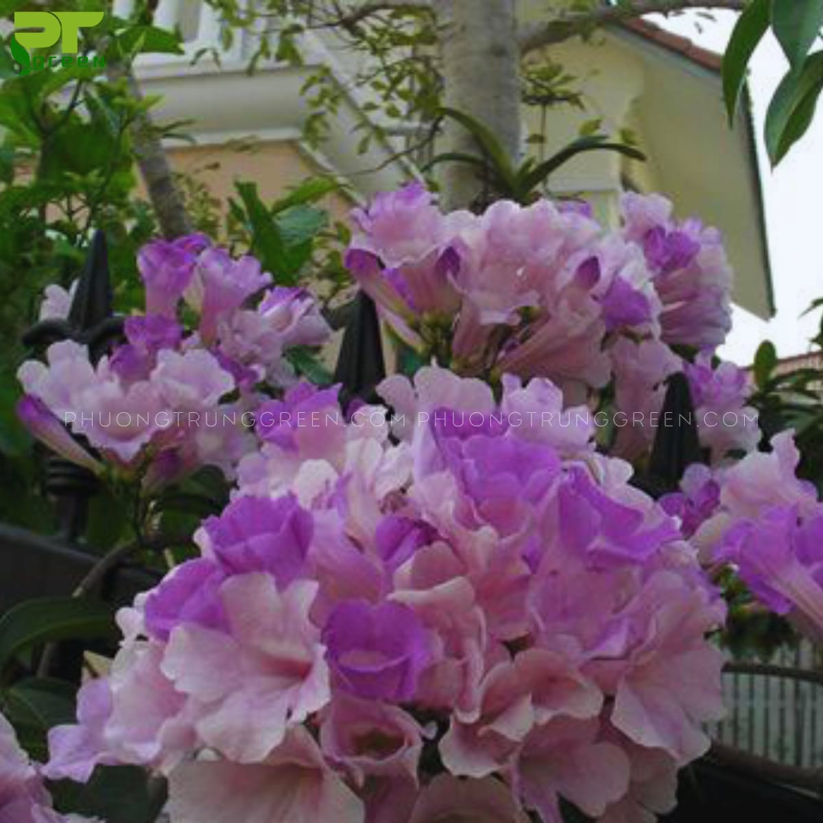 Dây leo ánh hồng