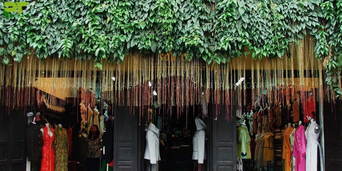 Dây liêm hồ đằng