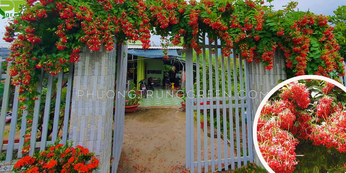 Sử quân tử