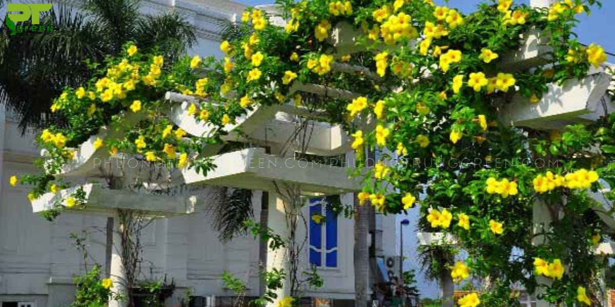 Cây huỳnh đệ làm đẹp cho ngôi nhà 