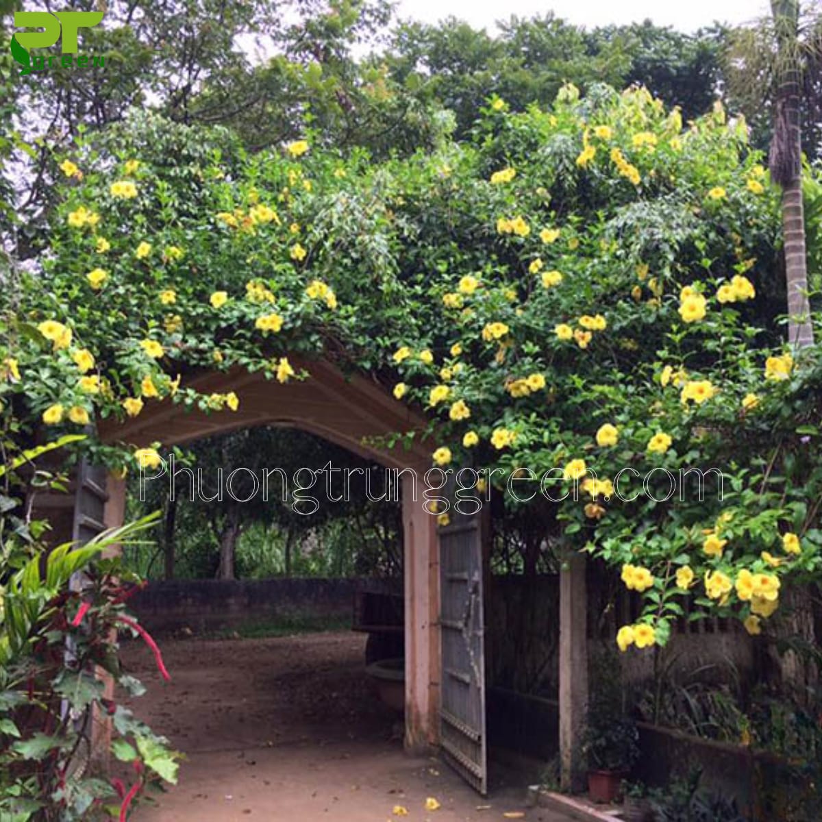 Huỳnh đệ tạo thành vòm cổng
