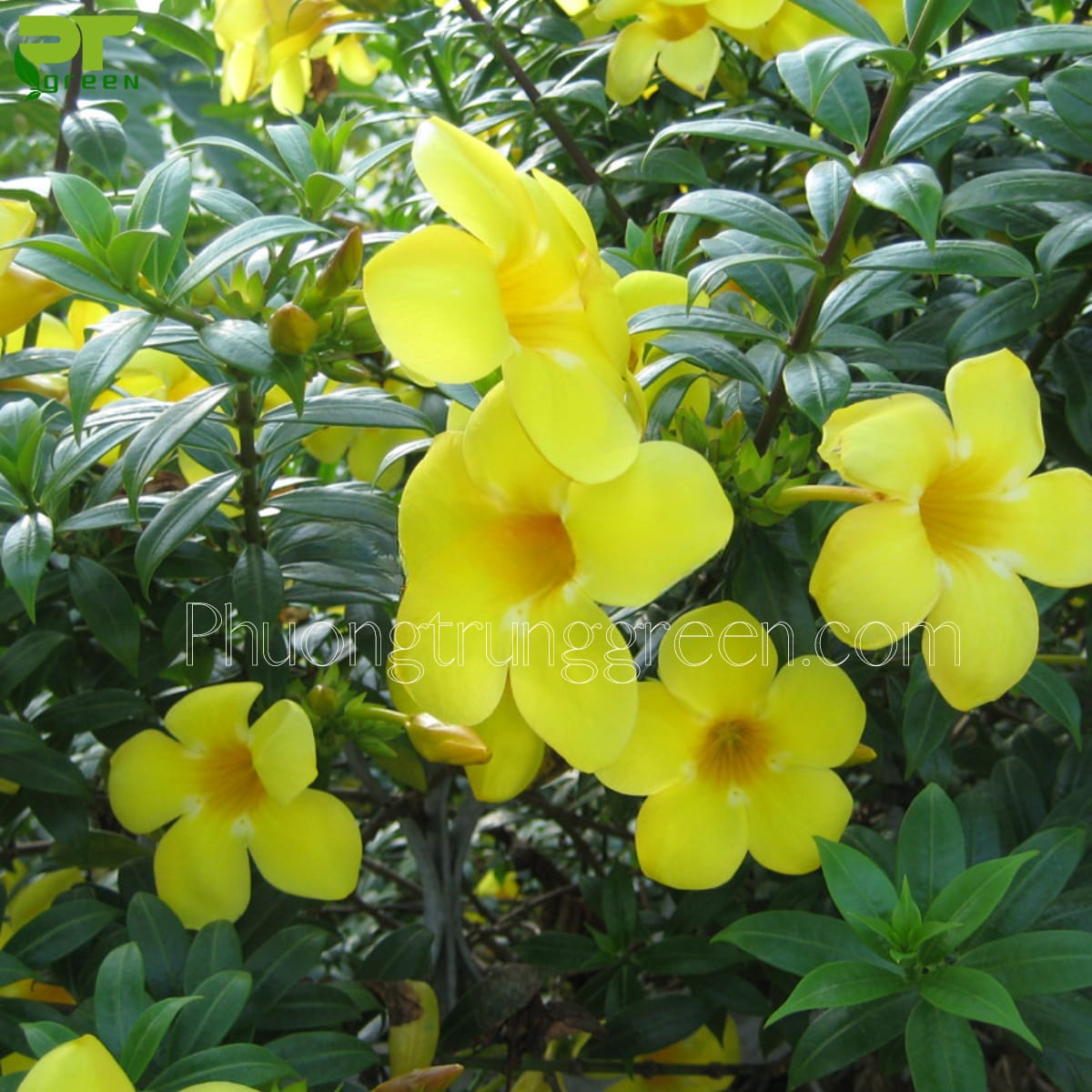 Đặc điểm cây huỳnh đệ