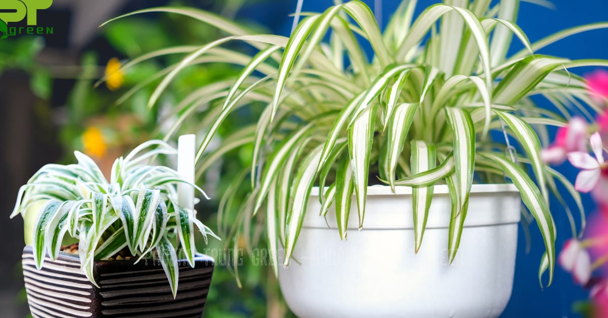Cây cỏ lan chi lọc không khí