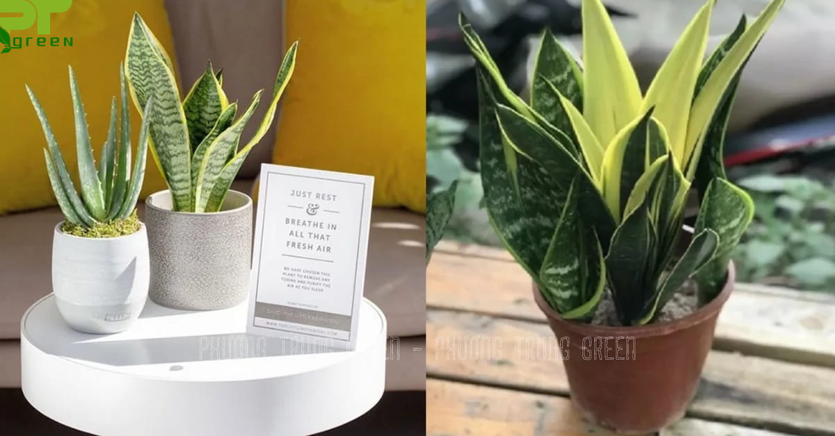 Cây lưỡi hổ lọc không khí