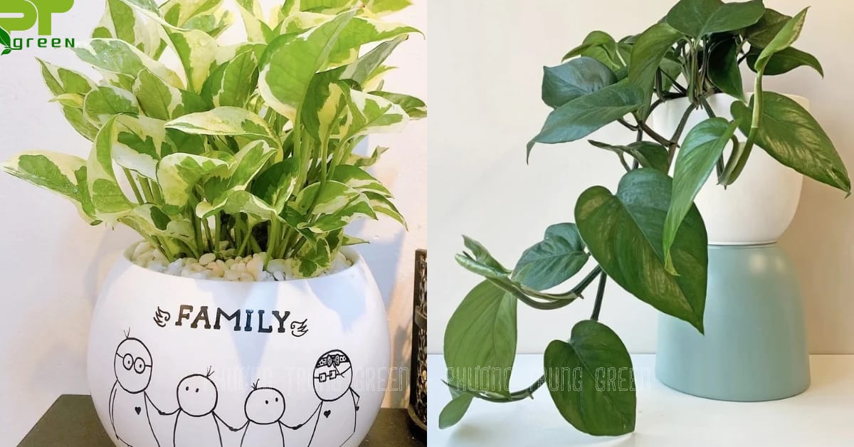 Cây trầu bà lọc không khí